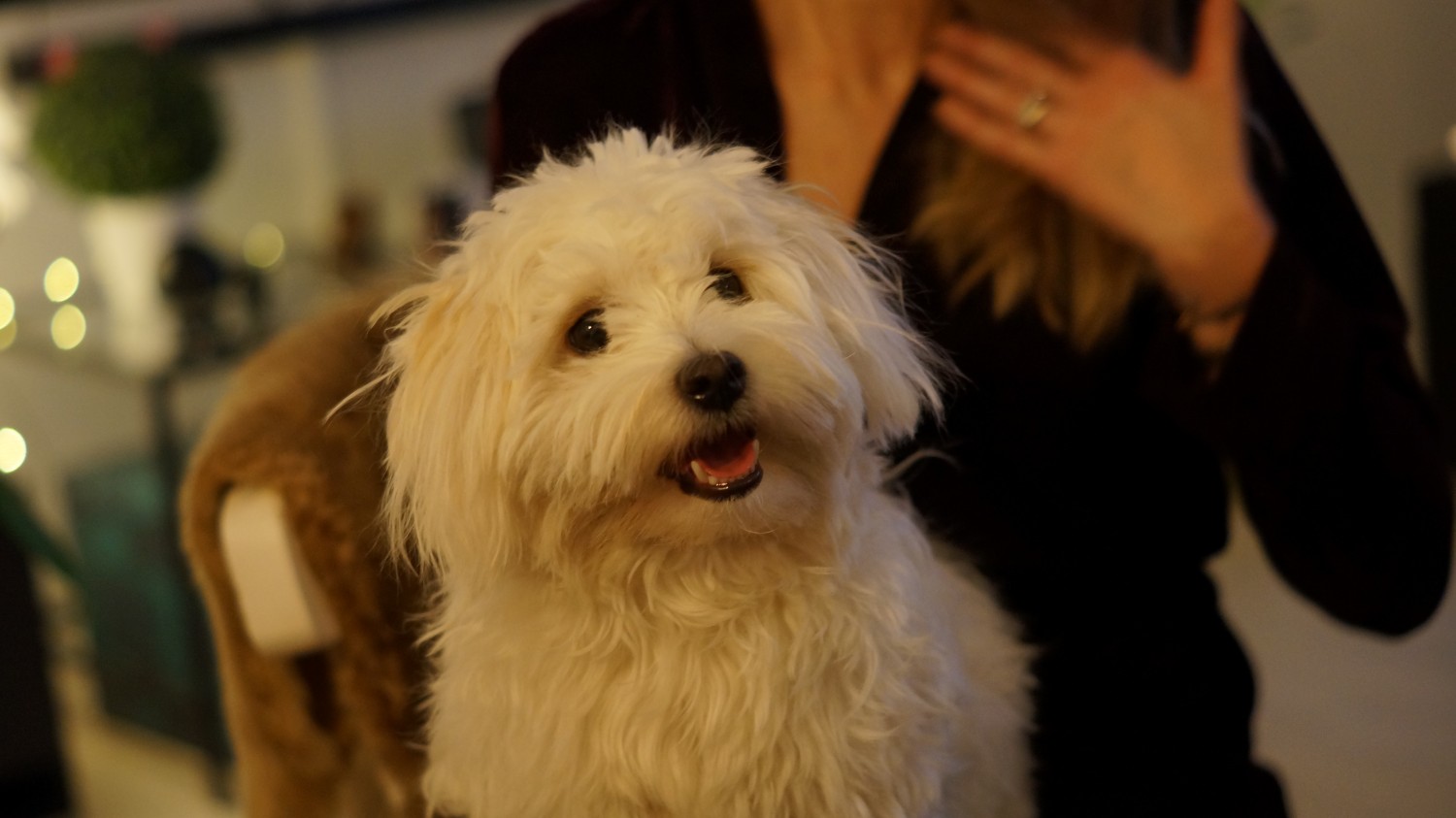 bichon havanais