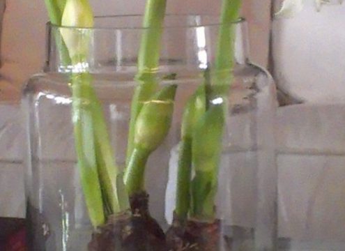 Flotte amaryllis i glas