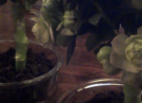 Fra “mormorblomst” til fint opstammet blomstertræ