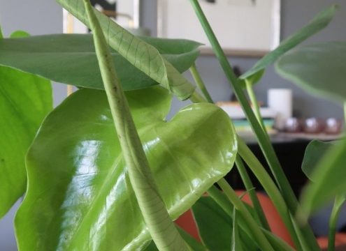 Indret med grønne planter