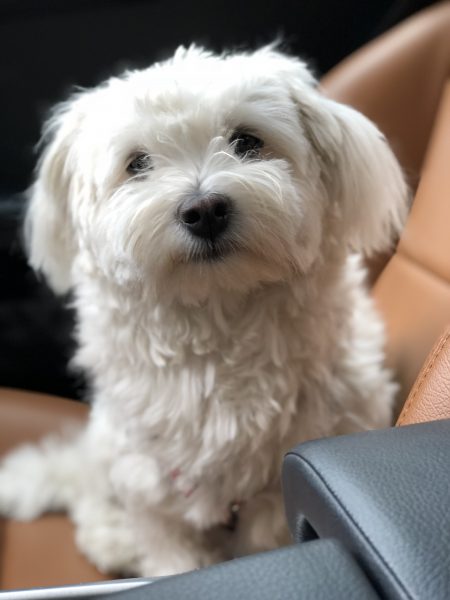 Hund i bilen