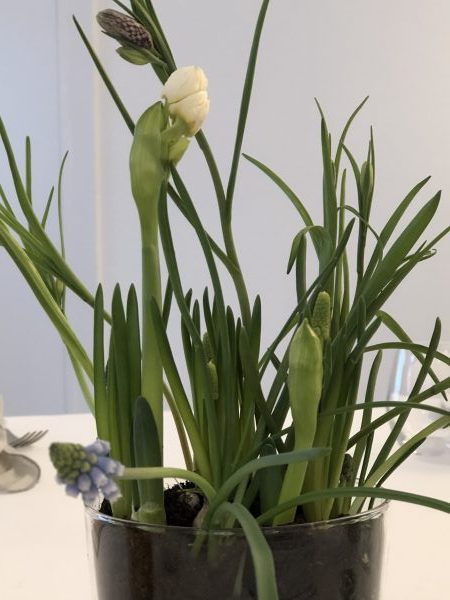 forårs løgplanter