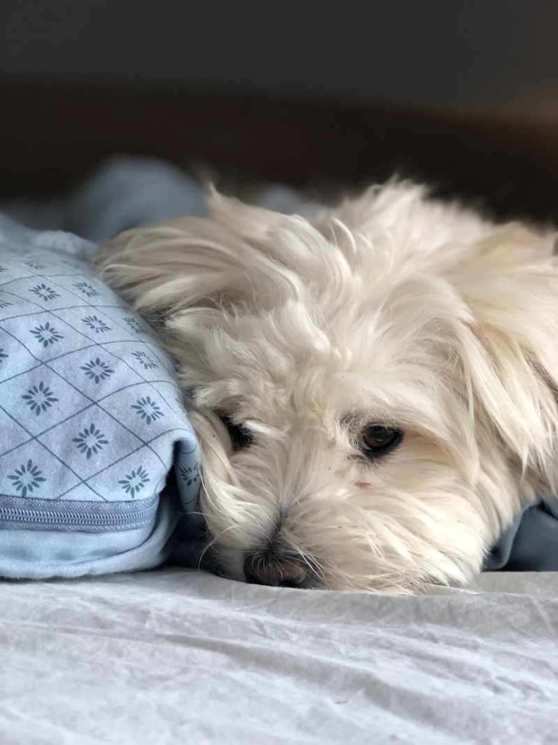 Hund i sengen