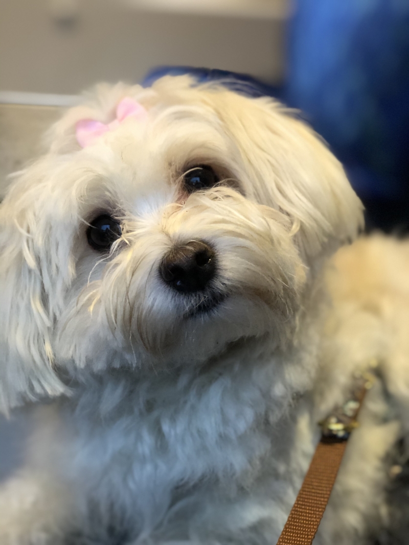 Bichon Havanais