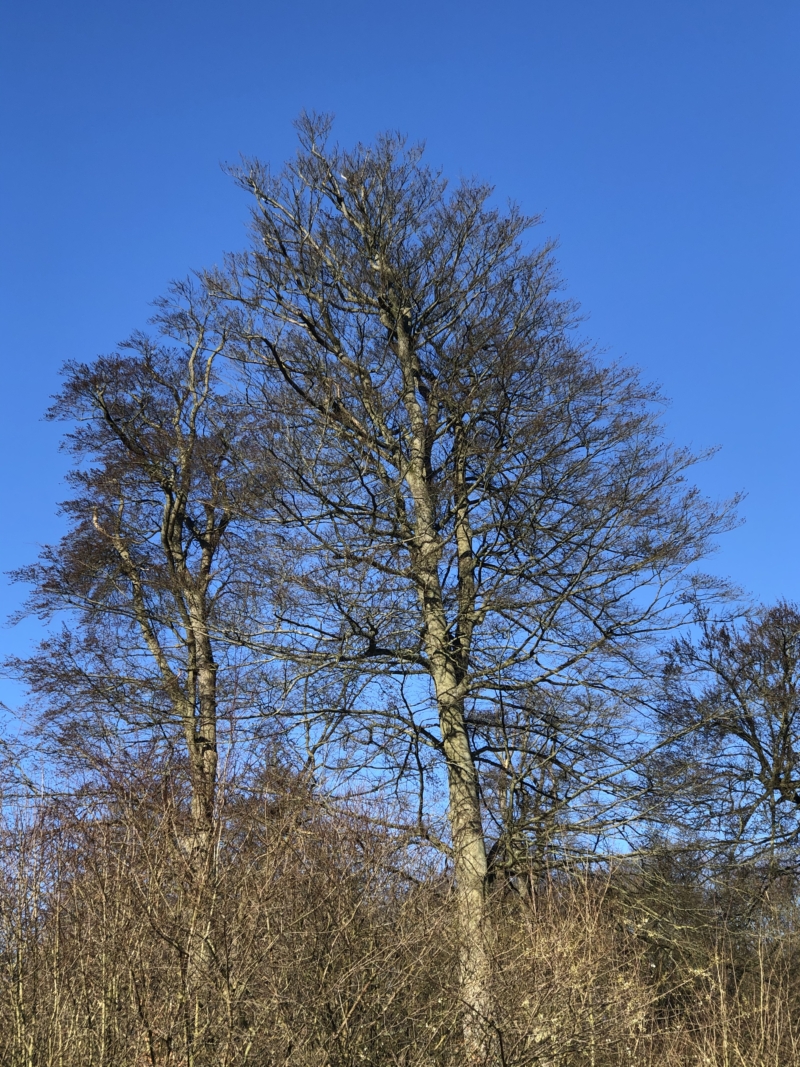 Corona ud i naturen