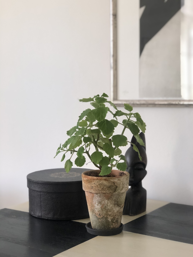 Mølplante er en fin og dekorativ grøn plante