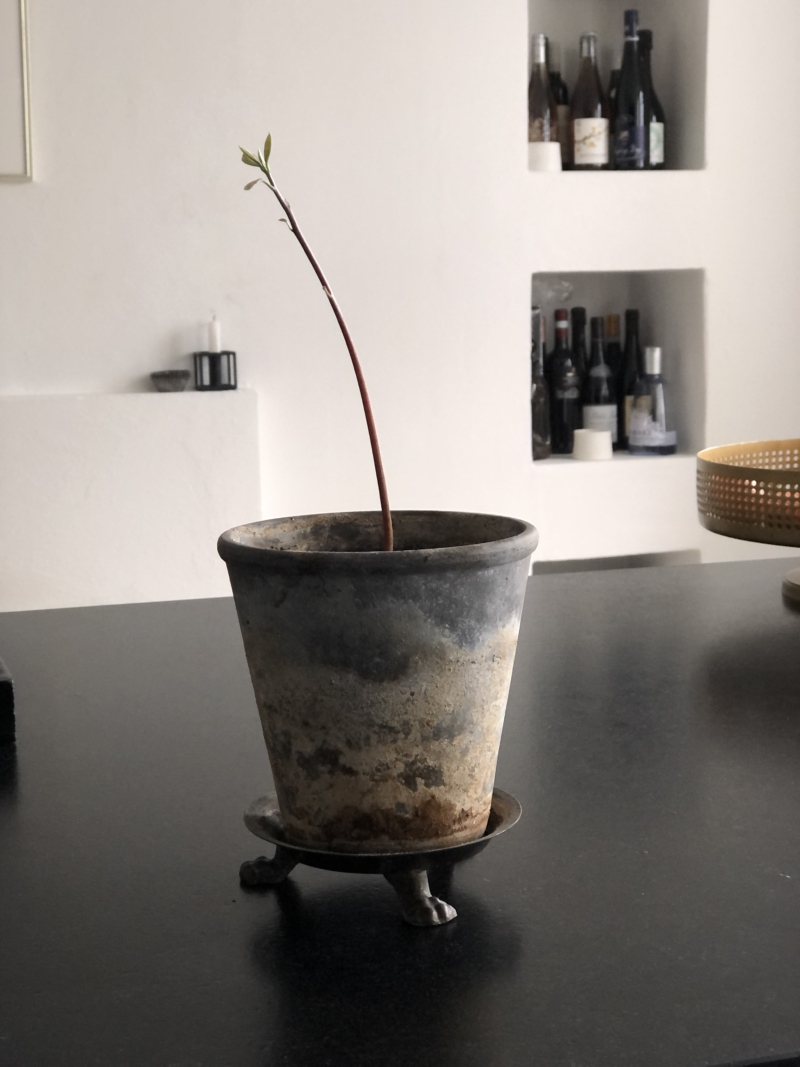 Sådan laver du din egen avocadoplante.