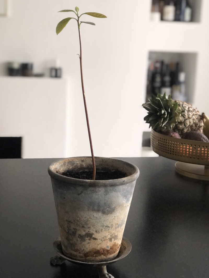 Lav selv avocadoplanter - trin for trin.