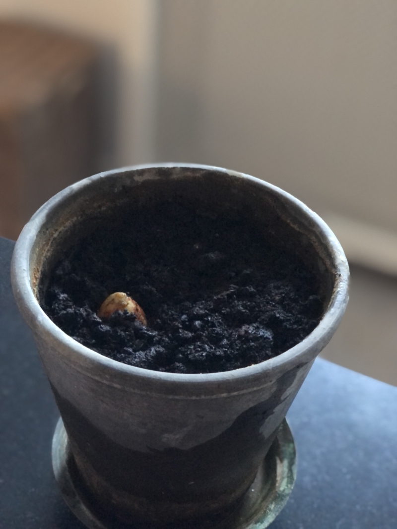 Plant avocadostenen direkte i jorden.
